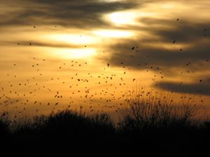 High-volume dove hunting Argentina — doves crossing over grain fields