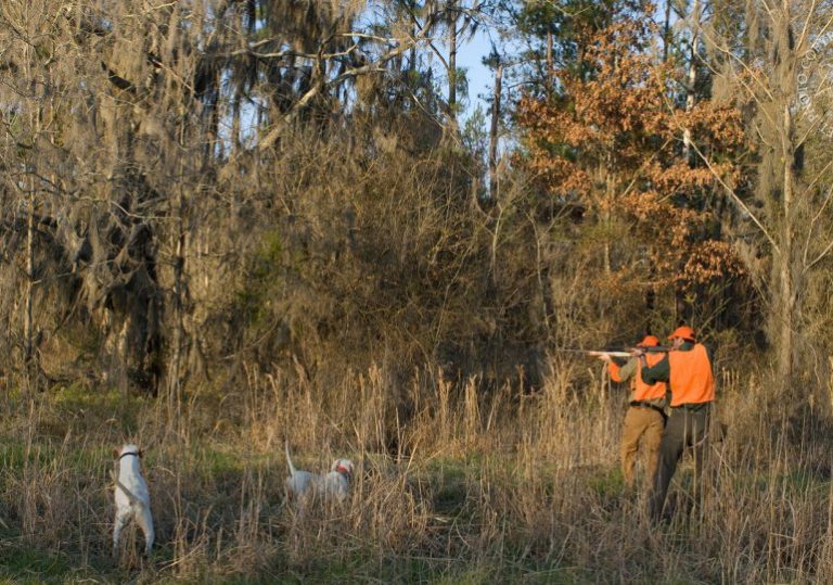 Alabama Quail Hunt Davis Quail Family Expeditions