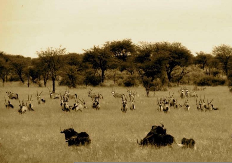 Namibia Luxury Hunting Safari - Hunters Namibia Safaris