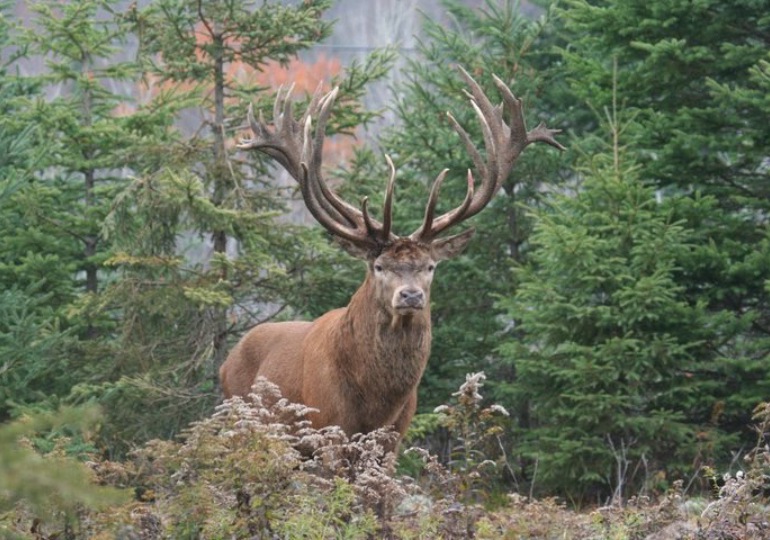 Quebec Luxury Red Stag Hunting & Elk