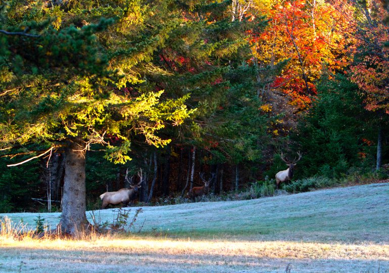 Quebec Luxury Red Stag Hunting & Elk