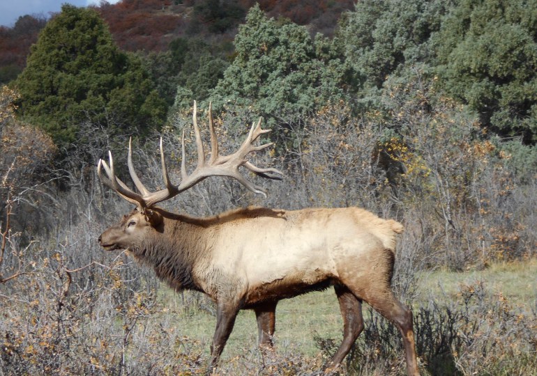 New Mexico Luxury Elk Hunt