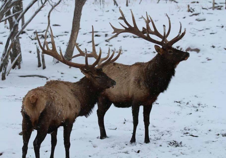 New Mexico Luxury Elk Hunt