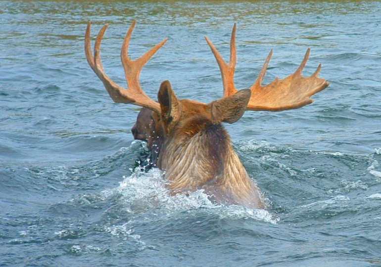 Alaska Bear Hunt and Moose Hunt - Dillingham