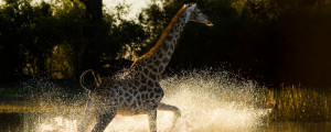 Botswana photo safari