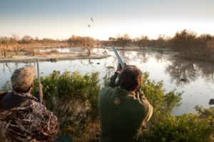 Argentina duck hunting on the Paraná — rosy-billed pochard over decoys at dawn