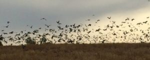 Uruguay Luxury Bird Hunting