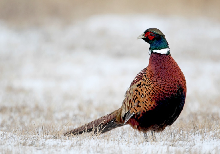 South Dakota Luxury Pheasant Hunt – Gettysburg