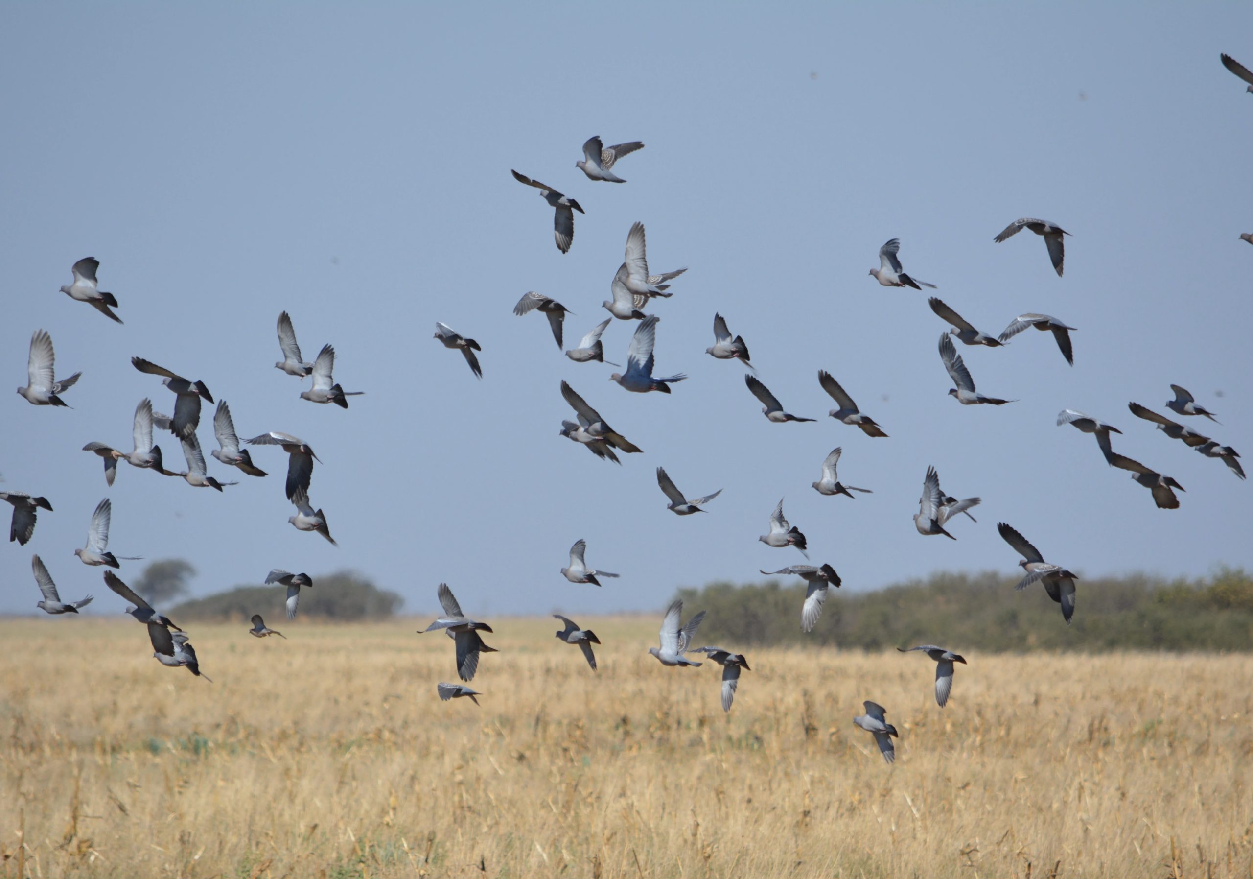 Argentina Dove Hunting Cordoba | High-Volume Dove Argentina Dove Hunting Cordoba | High-Volume Dove