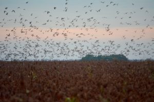 High-volume dove shooting in Córdoba, Argentina — field hunt at golden hour