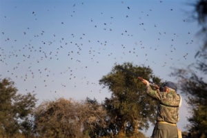 Argentina dove hunting in Cordoba as hundreds of dove fly over shooters