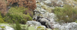 Spanish Driven Bird Hunt and Big Game