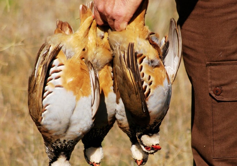 Spanish Driven Bird Hunt