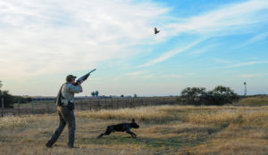 Argentina grand slam — dove shoot at large roost