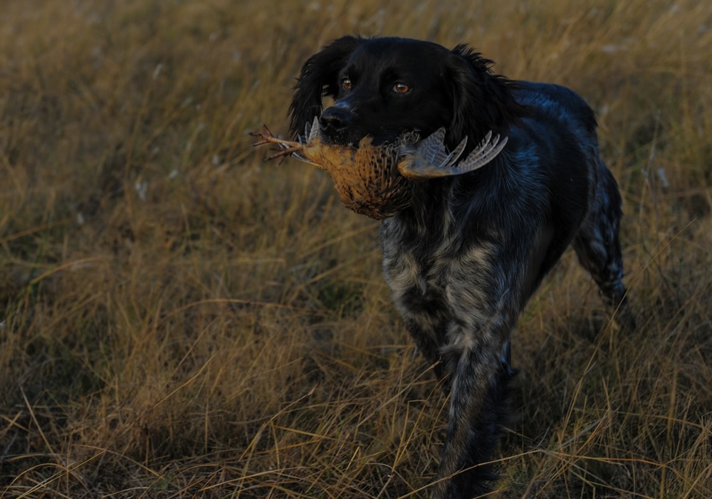 Argentina Grand Slam Wingshooting