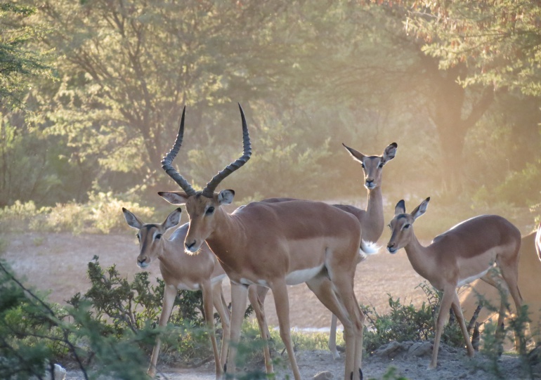Botswana Hunting Safari Lodge