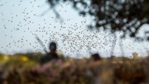 uxury dove hunting lodge Córdoba — fields with sorghum and sunflower crops