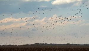 High-volume hunt for dove in the Cordoba region of Argentina 