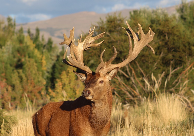 Argentina Luxury Red Stag Hunting - Patagonia