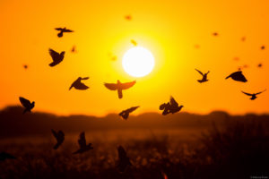 argentina dove hunting lodge field hunting morning cordoba