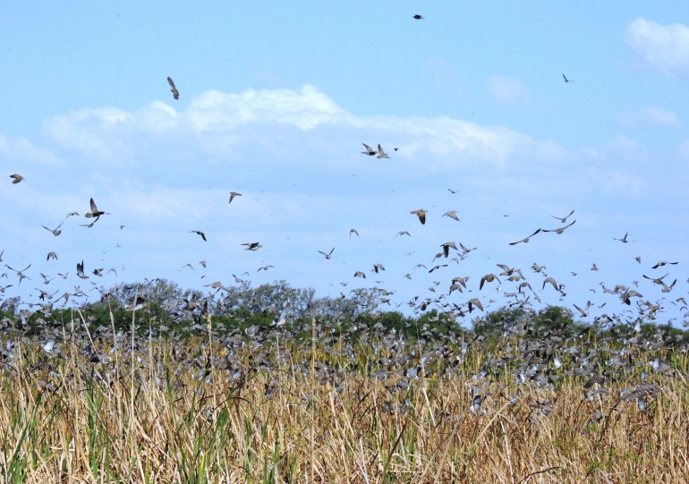 Argentina Dove Hunt - Luxury Boutique