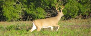 Southwest - Private Family Hunting Ranches for Whitetail, Elk, Mule Deer, Pronghorn, Aoudad