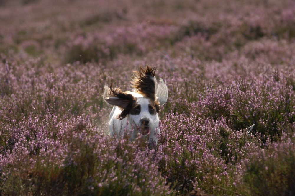 Scottish Grouse Shoot