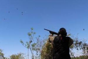 High-volume dove hunting in Argentina — streams of doves over grain fields