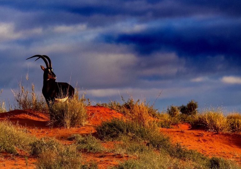 South Africa Luxury Hunting Safari - Northern Cape