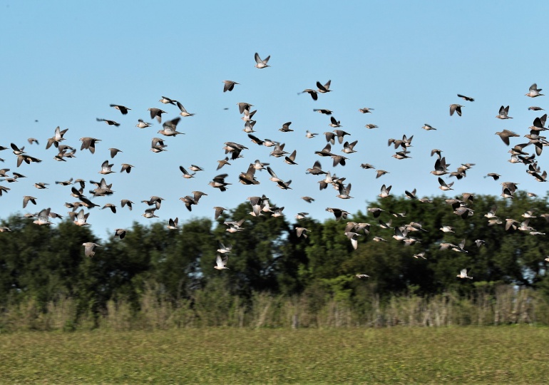 Argentina Mixed Bag Wingshooting – Near Buenos Aires