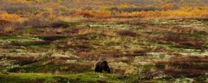 Alaska Peninsula Brown Bear Hunt