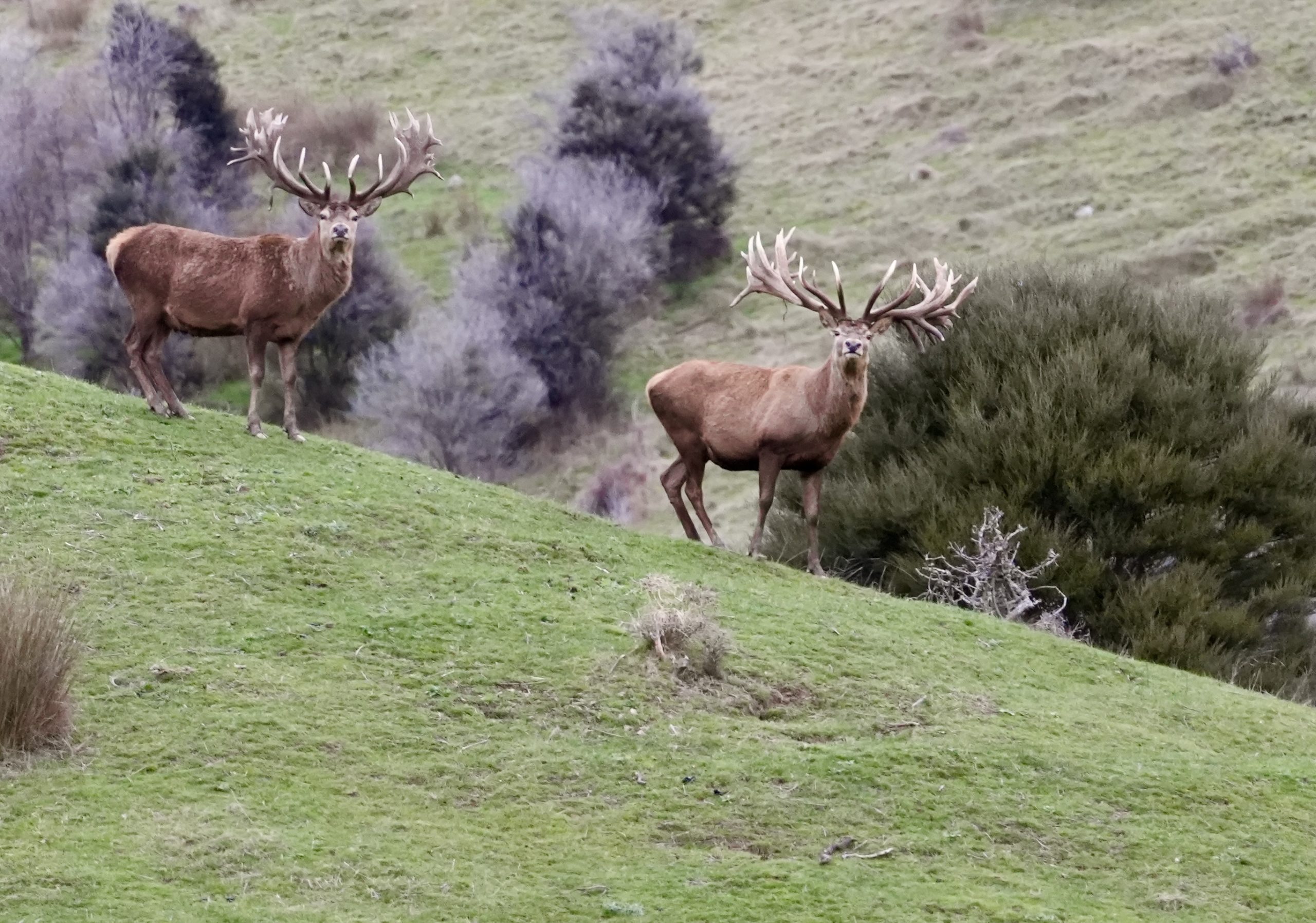 New Zealand Hunting – Marlborough