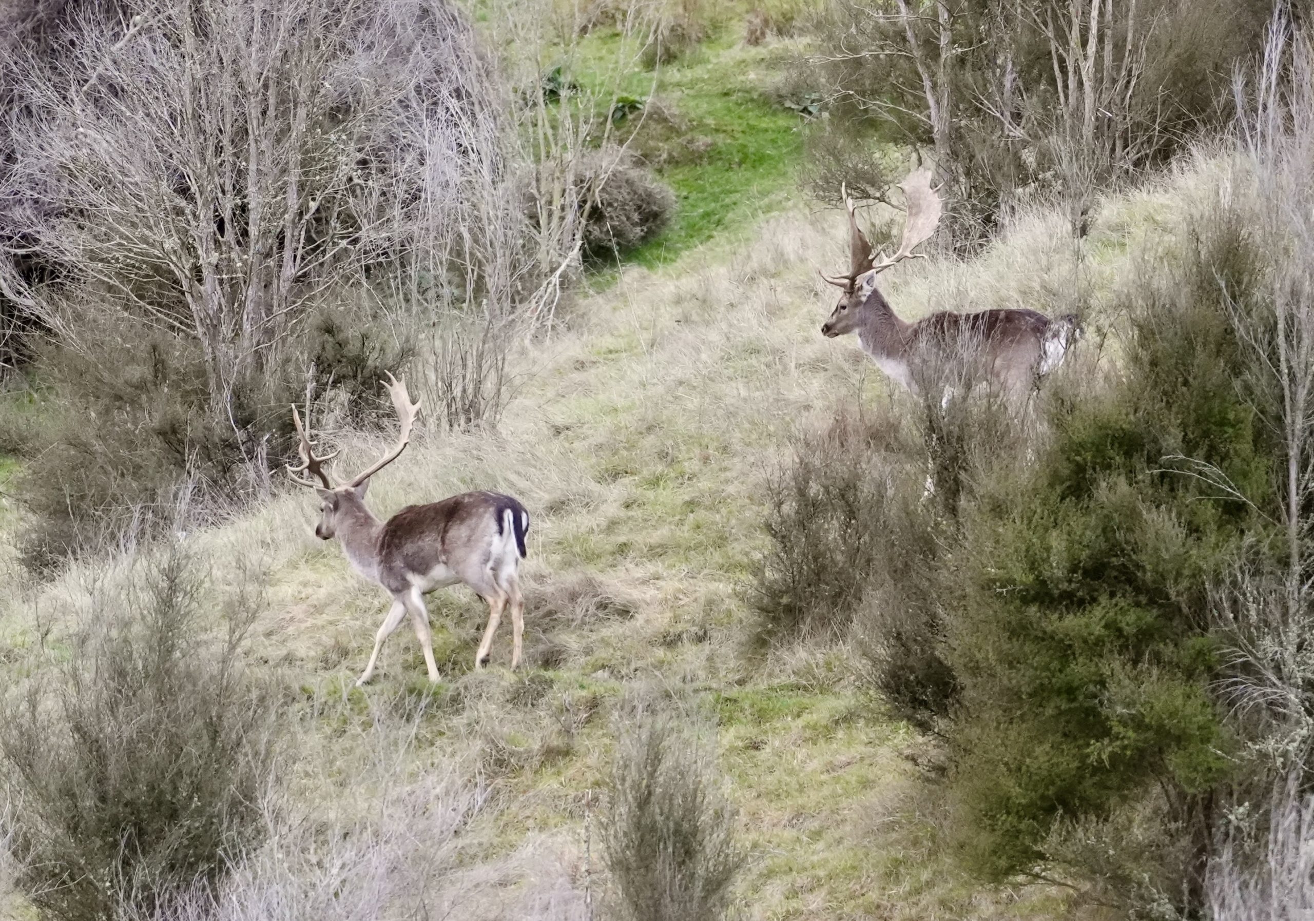 New Zealand Hunting - Marlborough