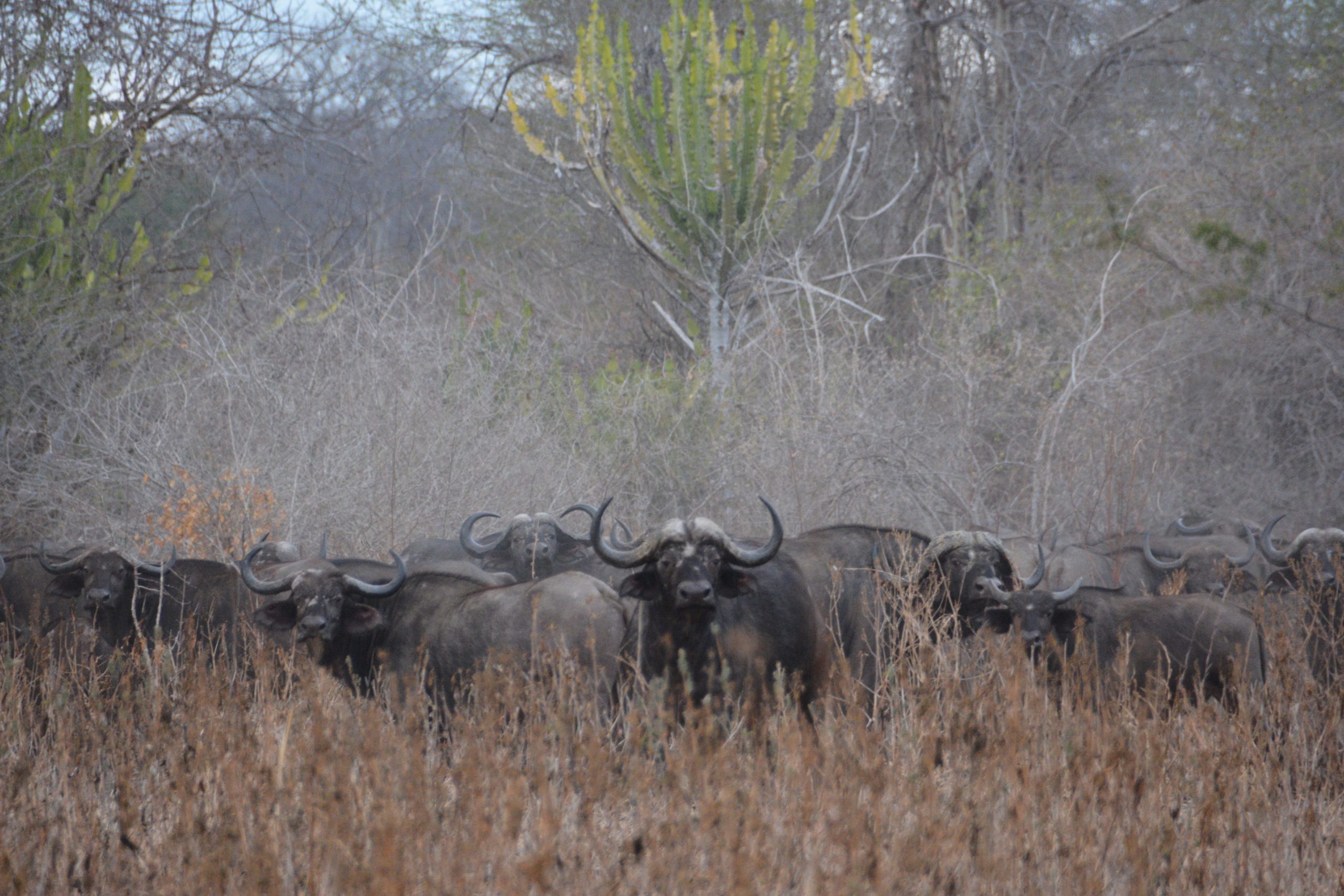 Mozambique Luxury Hunting Safari - Family Expeditions