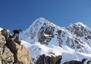 New Zealand Hunting Free range Red Stag hunt