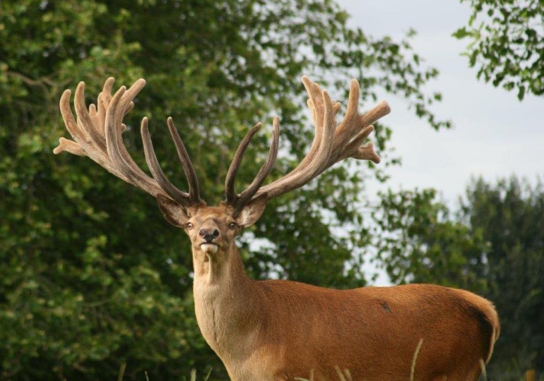 New Zealand Trophy Red Stag Hunt – Kaikoura