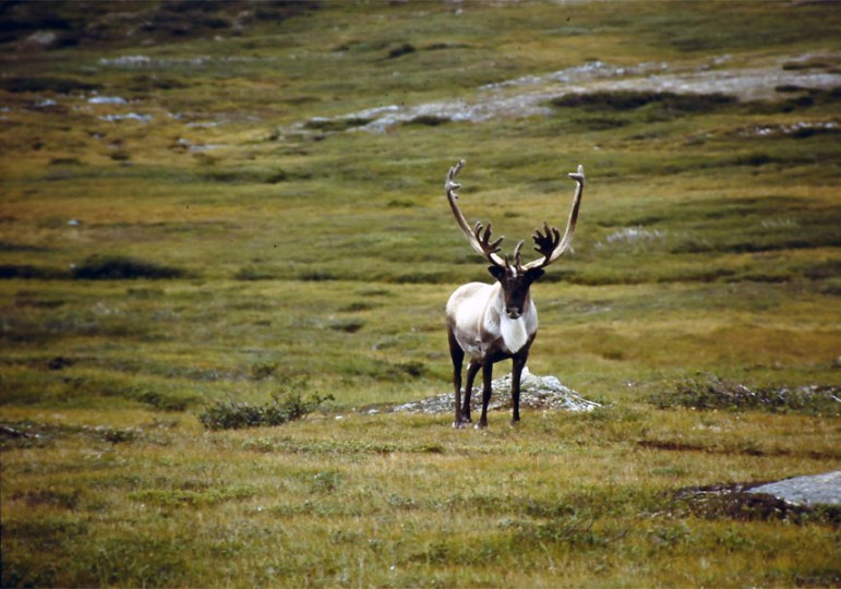 Newfoundland Caribou Hunting & Moose Hunting