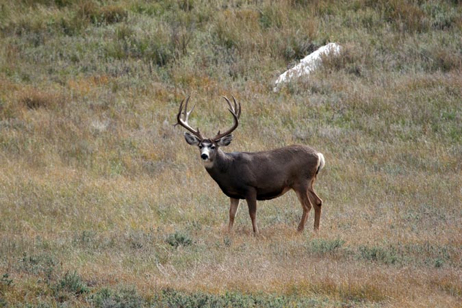 New Mexico Elk Hunt and Mule Deer Hunt
