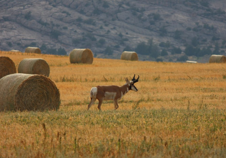 Wyoming Elk Hunt and Mule Deer Hunt