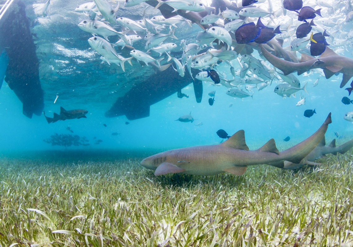 Belize Fishing Resort