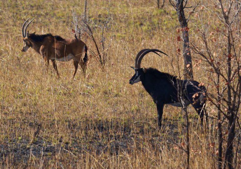 Zambia Hunting Safari