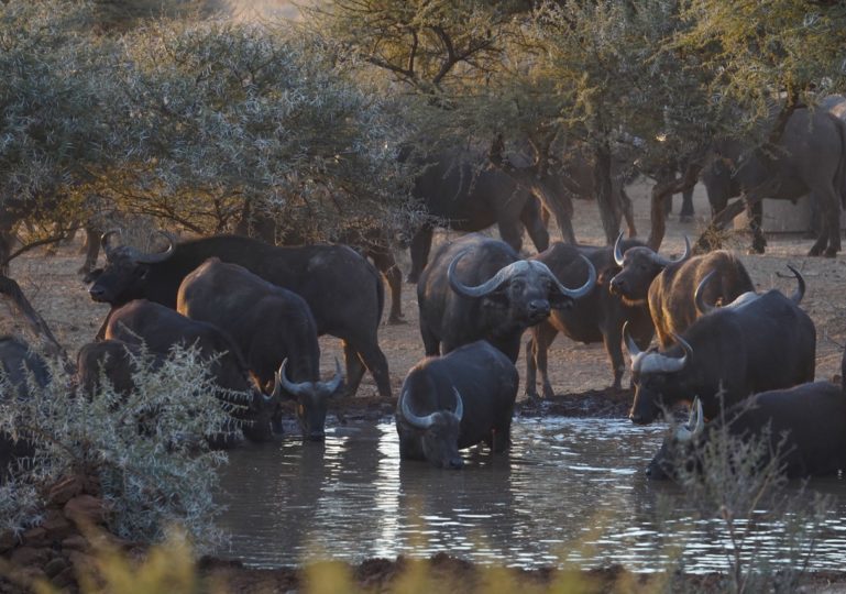 South Africa Bow Hunting Safari - Kimberley