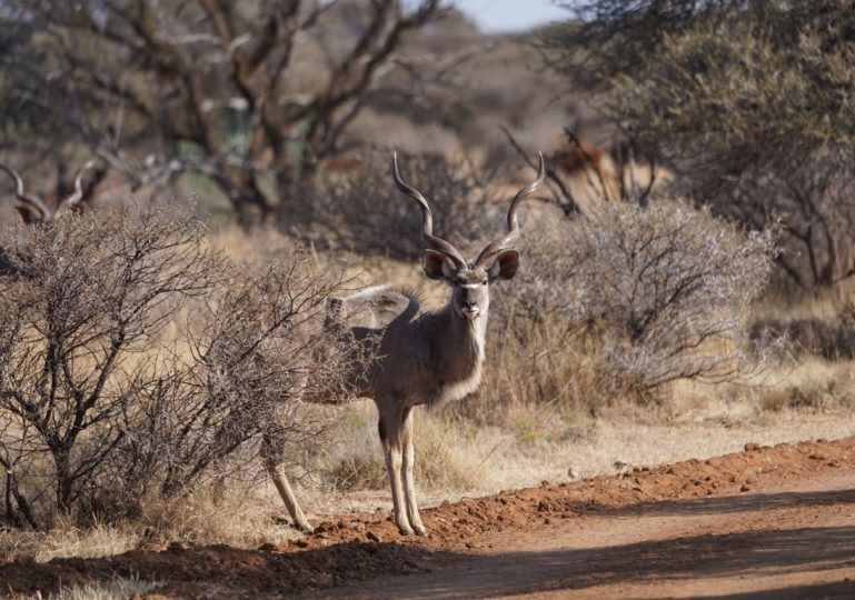 South Africa Bow Hunting Safari - Kimberley