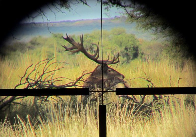 Argentina Luxury Red Stag Hunt - La Pampa