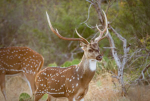 Luxury axis and exotics hunting lodge Texas