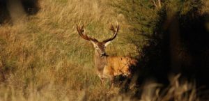 Red Stag at a family friendly hunting lodge in New Zealand