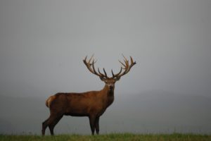 family friendly hunting lodges in New Zealand