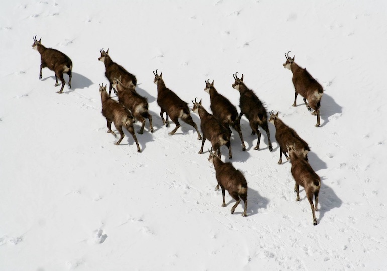 New Zealand Luxury Hunting
