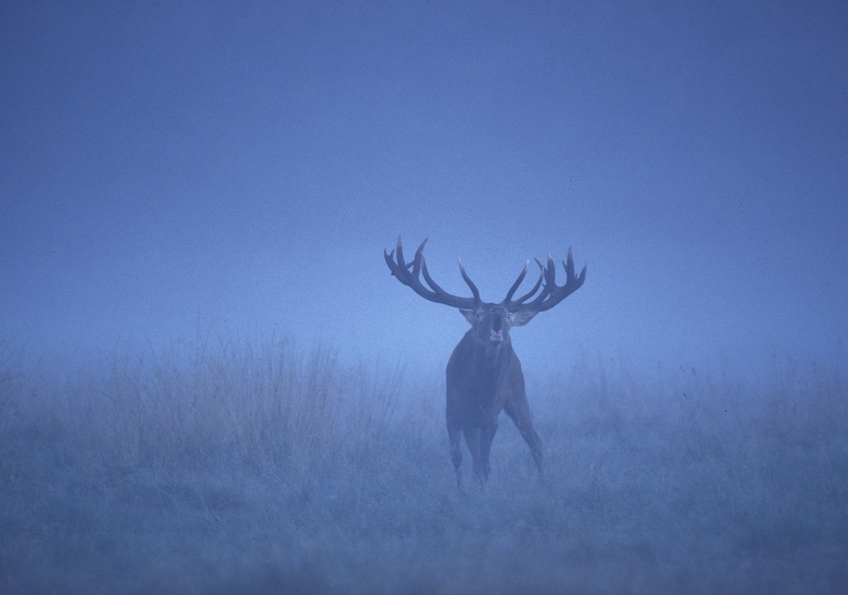 New Zealand Luxury Hunting