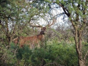 Rustic Red Stag hunt